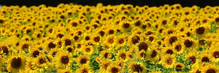 Sunflowers_Many_Fields_536046_1920x640